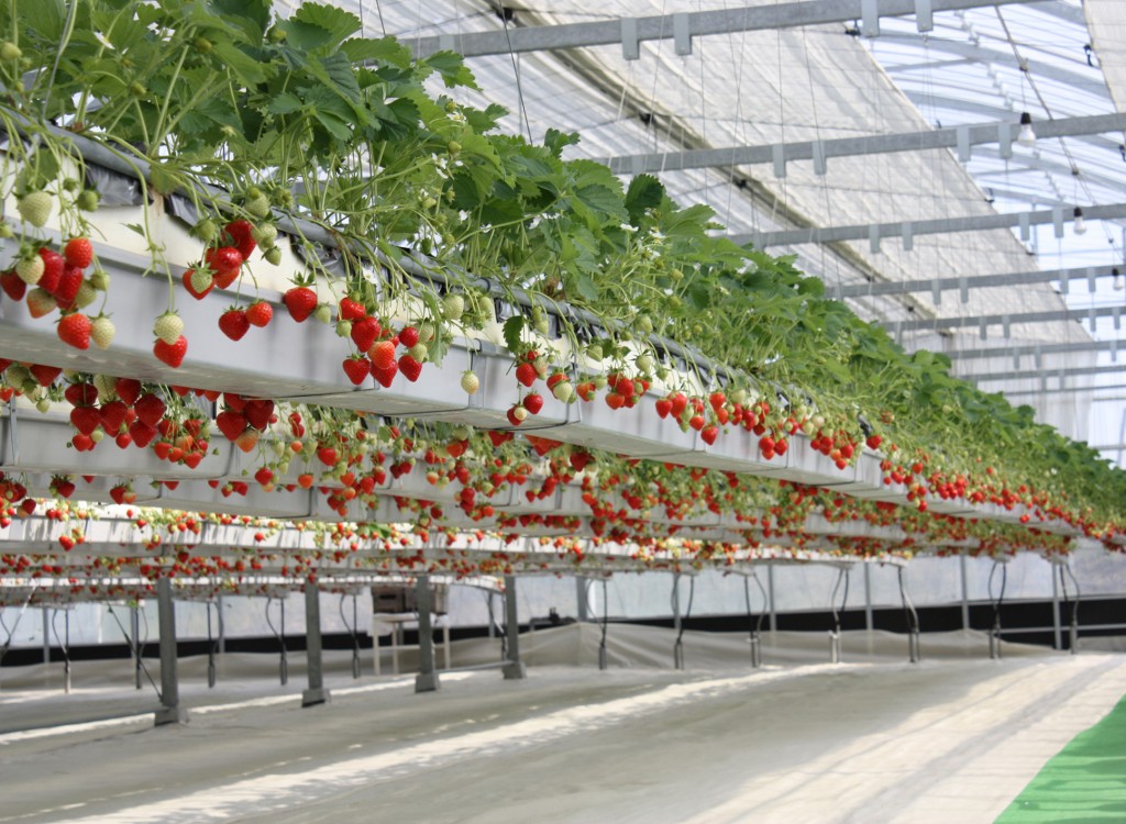LED lighting & strawberry cultivation